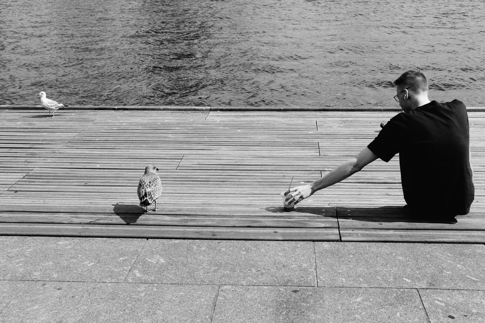 Negotiating with a seagull